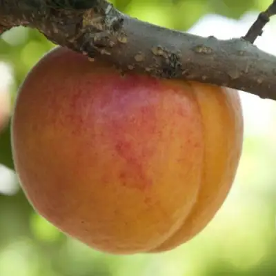  АПРИУМ в Витебске