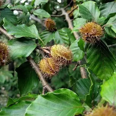 Бук обыкновенный в Витебске