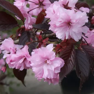 Сакура РОЯЛ БУРГУНДИ в Витебске