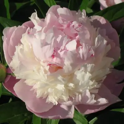 Пион ЩЕРБЕТ травянистый в Витебске