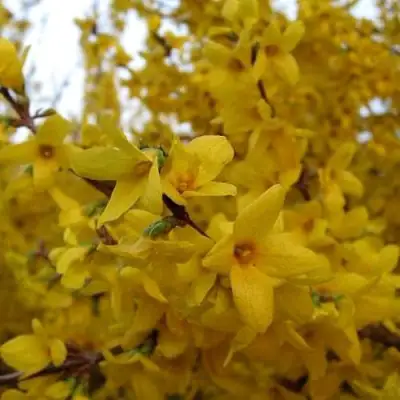 Форзиция ТАРАНДТ промежуточная в Витебске