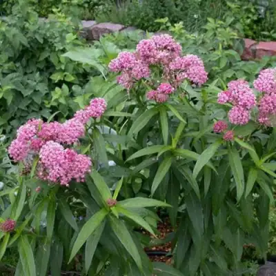 Ваточник МЯСО-КРАСНЫЙ в Витебске