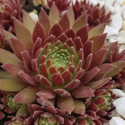 Молодило ЛЮФТШПРУНГ в Витебске