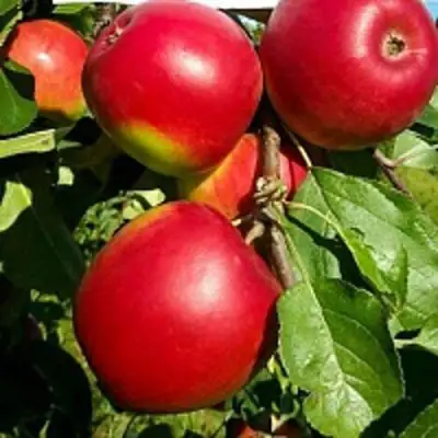 Яблоня РЕДФРИ в Витебске