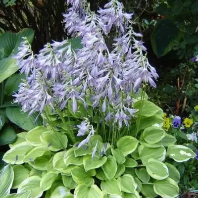 Хоста ГОЛДЕН ТИАРА в Витебске