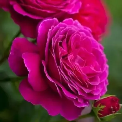 Роза МАЛИНОВЫЙ ЗВОН чайно-гибридная в Витебске