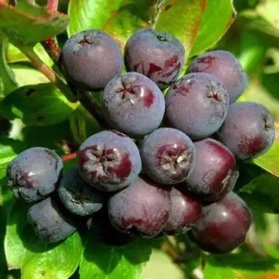 Рябина ЛИКЁРНАЯ сладкоплодная в Витебске