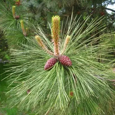 Сосна желтая  в Витебске
