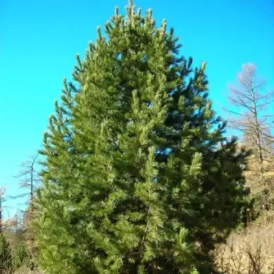 Сосна кедровая сибирская в Витебске