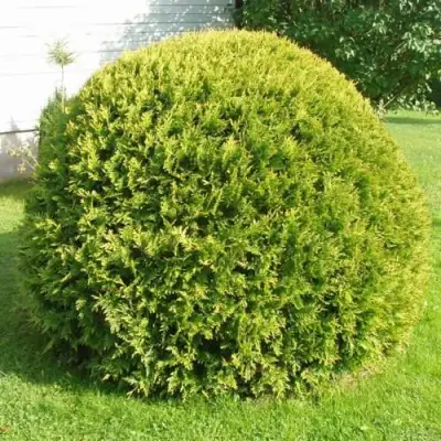 Туя ДАНИКА АУРЕА западная в Витебске