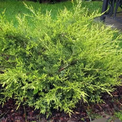 Можжевельник КУРИВАО ГОЛД китайский в Витебске