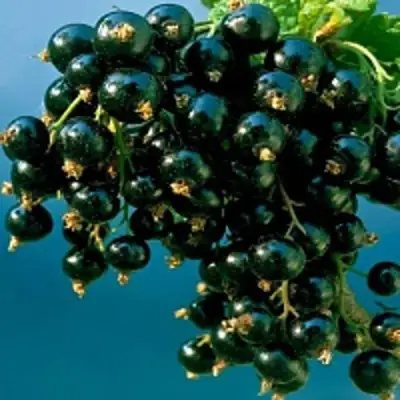 Смородина чёрная ИЗЮМНАЯ в Витебске