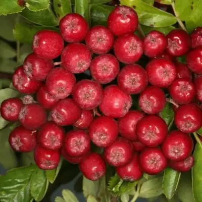 Рябина РУБИНОВАЯ сладкоплодная в Витебске