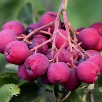 Рябина ДЕСЕРТНАЯ МИЧУРИНА сладкоплодная в Витебске