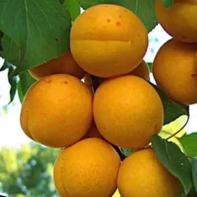 Абрикос ОНТАРИО в Витебске