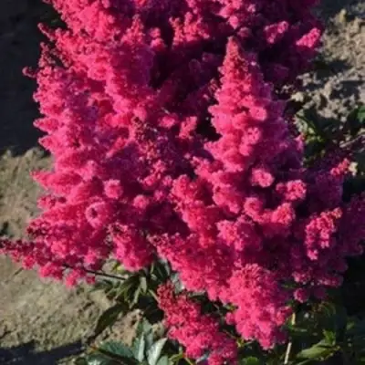 Астильба ЛАКИ ДЕЙ Арендса в Витебске