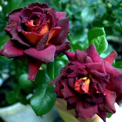 Роза ЭДДИ МИТЧЕЛЛ чайно-гибридная в Витебске