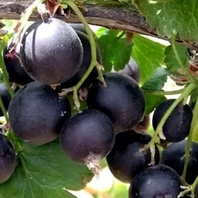 ЙОШТА в Витебске