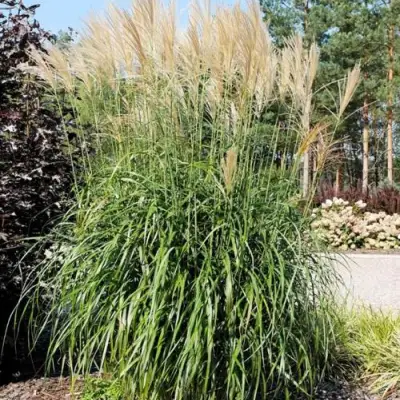 Мискантус ВАНИЛЛА СКАЙ китайский в Витебске