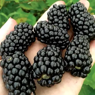 Ежевика ПРАЙМ АРК ФРИДОМ ремонтантная  в Витебске