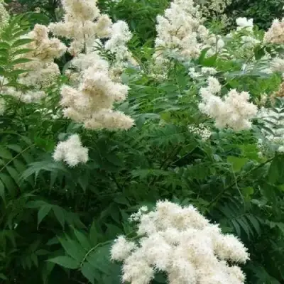 Рябинник рябинолистный в Витебске