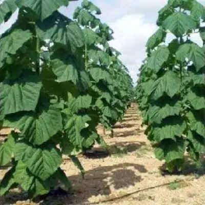 Павловния ПАО ТОГН Z07 в Витебске