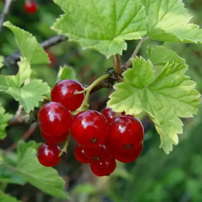 Смородина альпийская ШМИДТ в Витебске