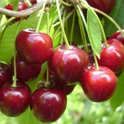Черешня СИНЯВСКАЯ в Витебске