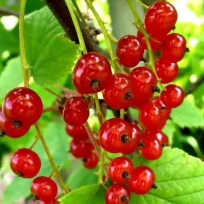 Смородина красная КОРАЛЛОВАЯ в Витебске