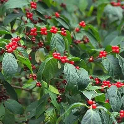 Жимолость МААКА в Витебске