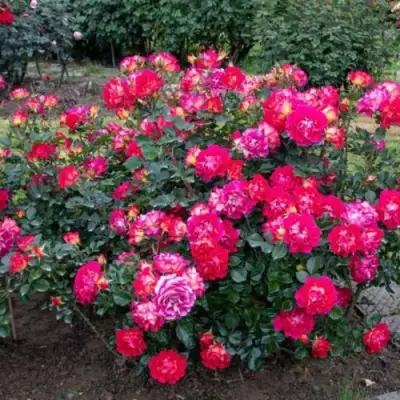 Роза БРЕРА флорибунда в Витебске