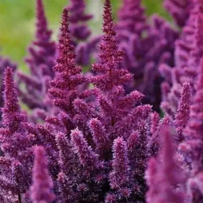 Астильба ПЕПЛ РЕЙН гибридная в Витебске