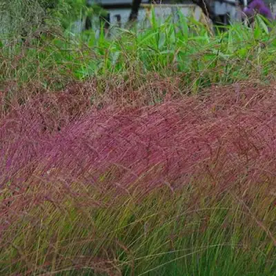 Овсянница АМЕТИСТОВАЯ в Витебске