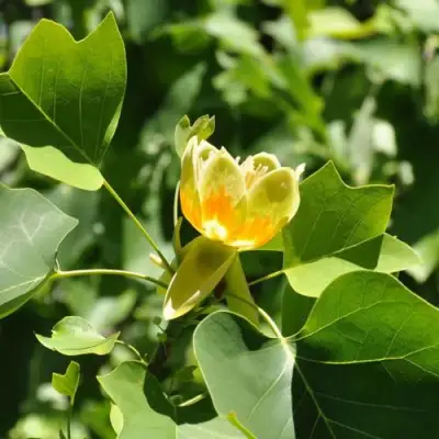 ЛИРИОДЕНДРОН тюльпанный в Витебске