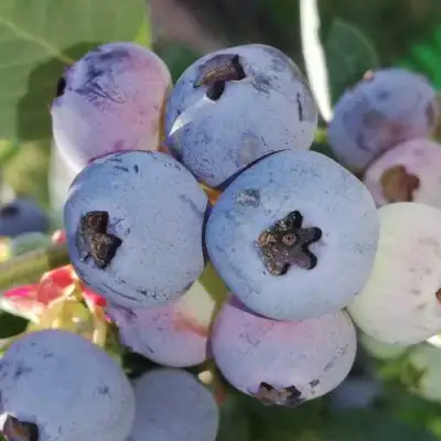 Голубика ХАРРИСОН в Витебске