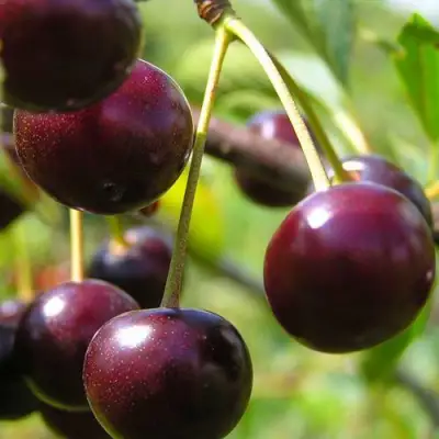 Вишня ЛИВЕНСКАЯ в Витебске