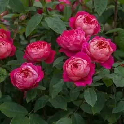 Роза БЕНДЖАМИН БРИТТЕН шраб в Витебске