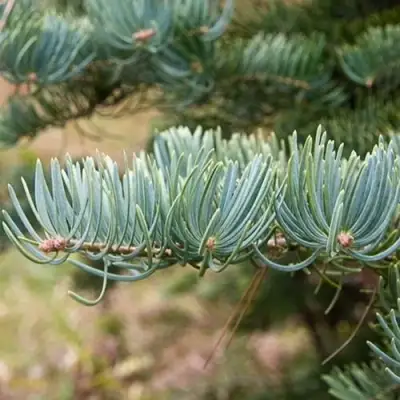 Пихта КОНКОЛОР в Витебске