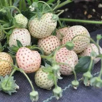 Клубника АНАНАСА ремонтантная в Витебске