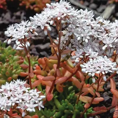 Очиток (седум) КОРАЛ КАРПЕТ белый в Витебске