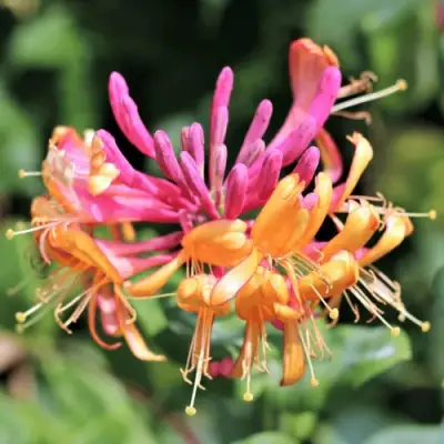 Жимолость ГЕКРОТА в Витебске