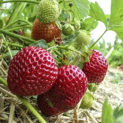 Клубника ЗЕНГА-ЗЕНГАНА в Витебске