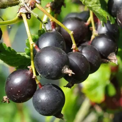 Йошта ДЖОСТАБЕРРИ в Витебске