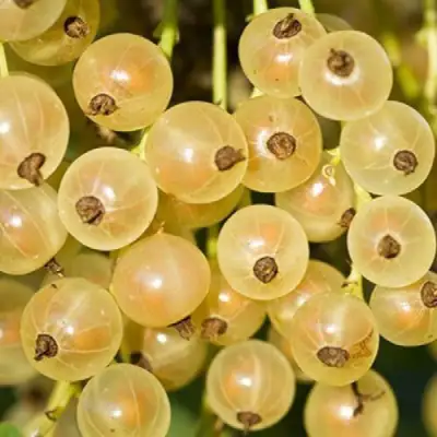 Смородина белая СМОЛЬЯНИНОВСКАЯ в Витебске