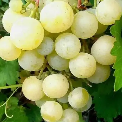 Виноград КЕША МУСКАТ в Витебске