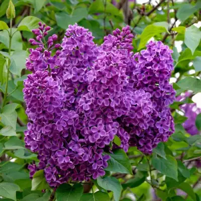 Сирень СУМЕРКИ в Витебске