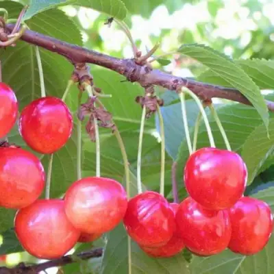 Черешня НАСЛАЖДЕНИЕ в Витебске