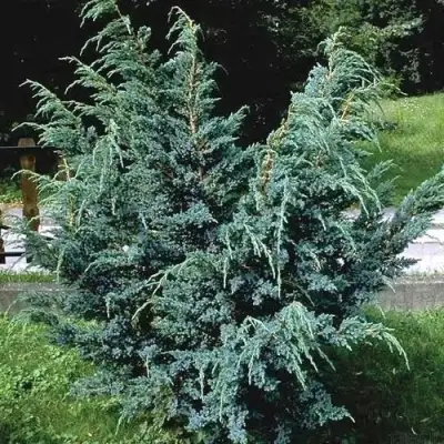 Можжевельник БЛЮ АЛЬПС китайский  в Витебске