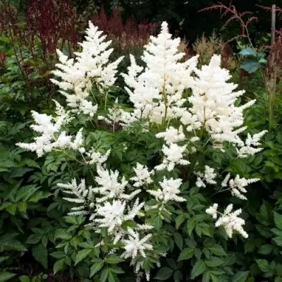 Астильба ДОЙЧЛАНД японская в Витебске