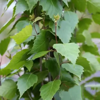 Береза ФАСТИГИАТА повислая  в Витебске